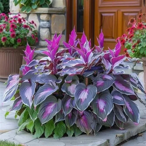 Pack of 50 coloured leaves jade barrettes flower seeds in clear OPP packaging.