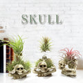 Gothic skull design Tillandsia bracket with resin pot for soilless air plant display