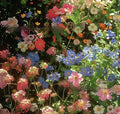 Packet of Purpleflower Holly Leaf mixed wildflower seeds for garden borders.
