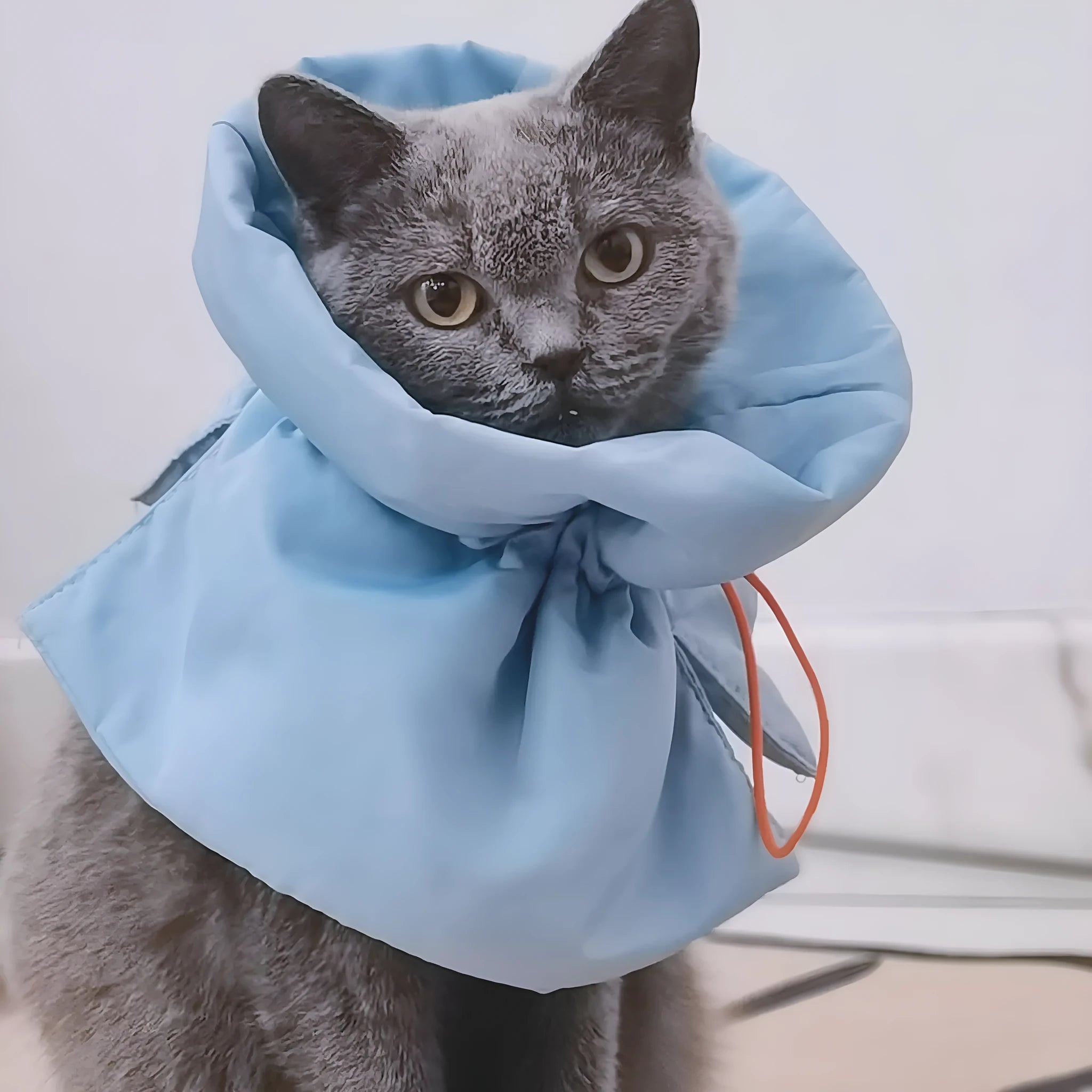 Soft adjustable blue Elizabethan recovery collar for cats and small dogs on a white background.
