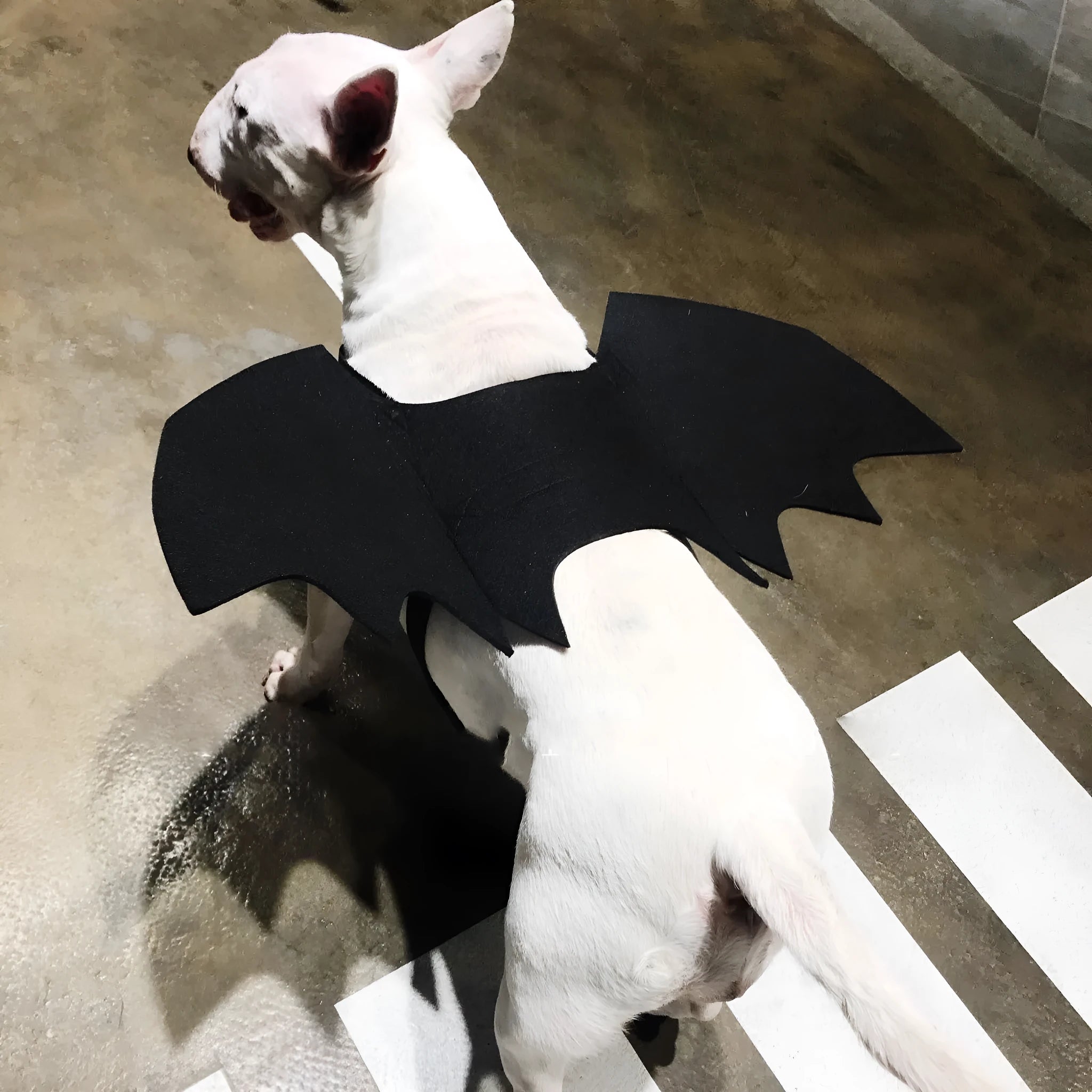 Black bat wing pet costume decoration for dogs, three sizes S M L, bust 44-86cm, shown on a dog