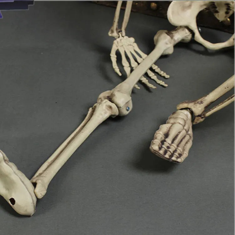 170cm plastic skeleton prop with detailed skull and bones for Halloween or medical displays