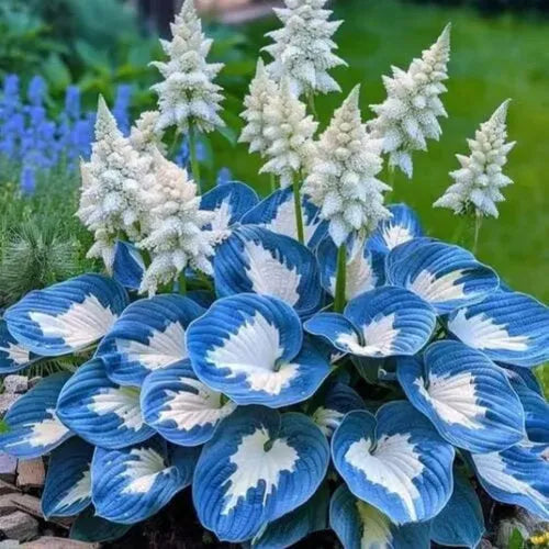 Pack of 50 coloured leaves jade barrettes flower seeds in clear OPP packaging.