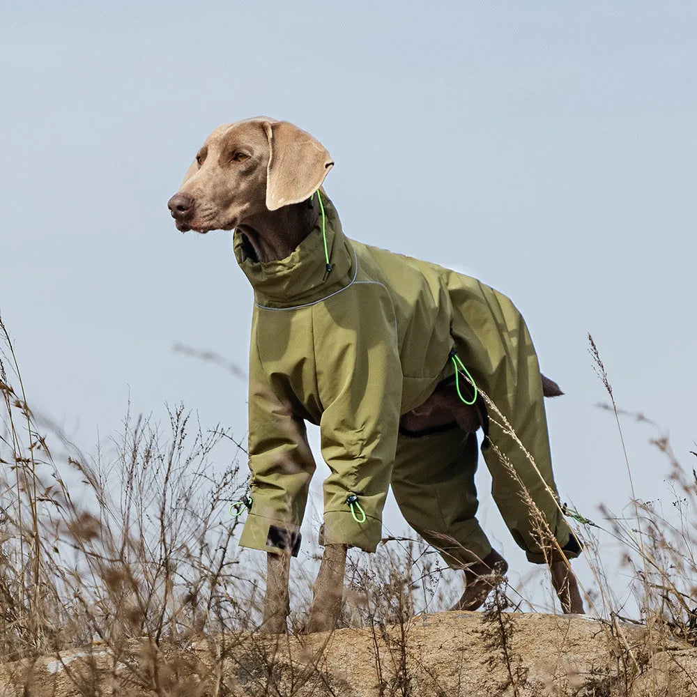 Large dog wearing a windproof polyester shell jacket with turtleneck in army green colour, standing outdoors