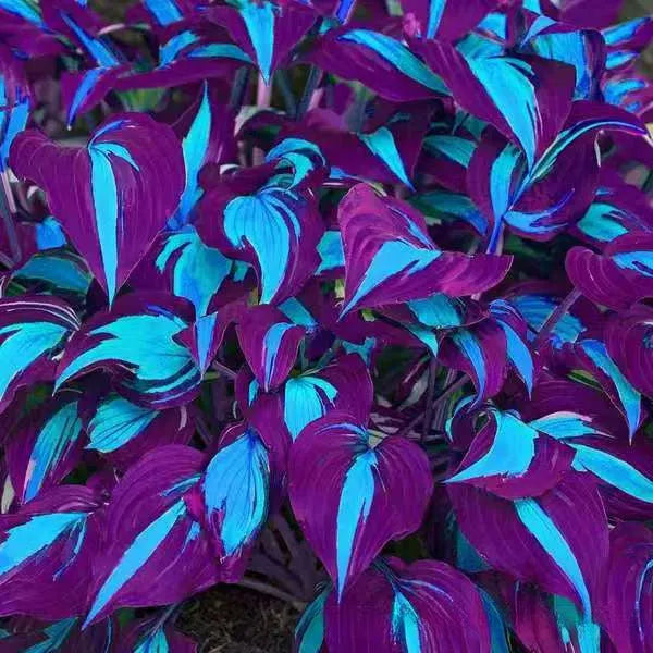 Pack of 50 coloured leaves jade barrettes flower seeds in clear OPP packaging.