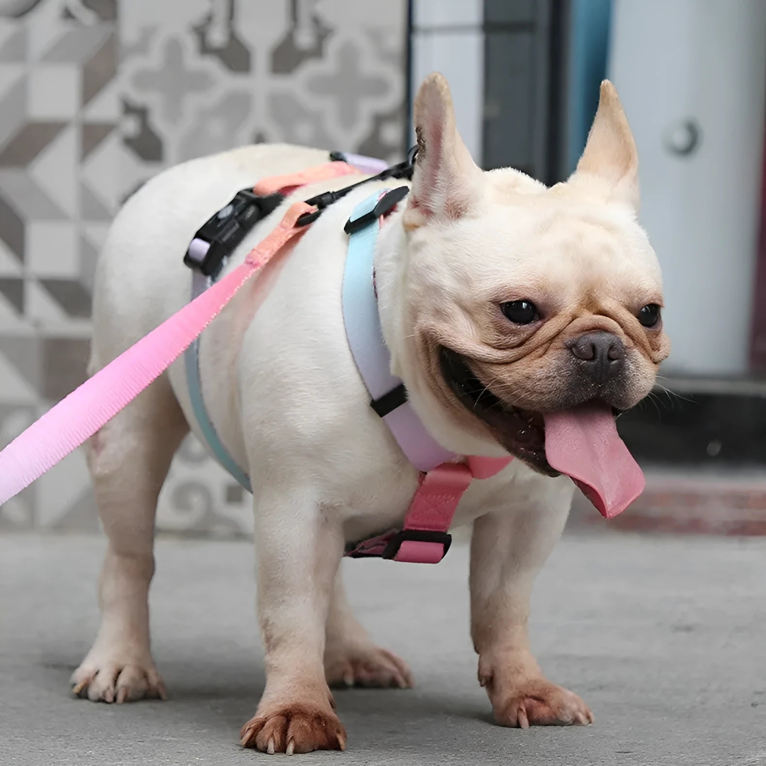 Polyester dog harness with chest strap in a gradient colour print, shown in S, M, L sizes.