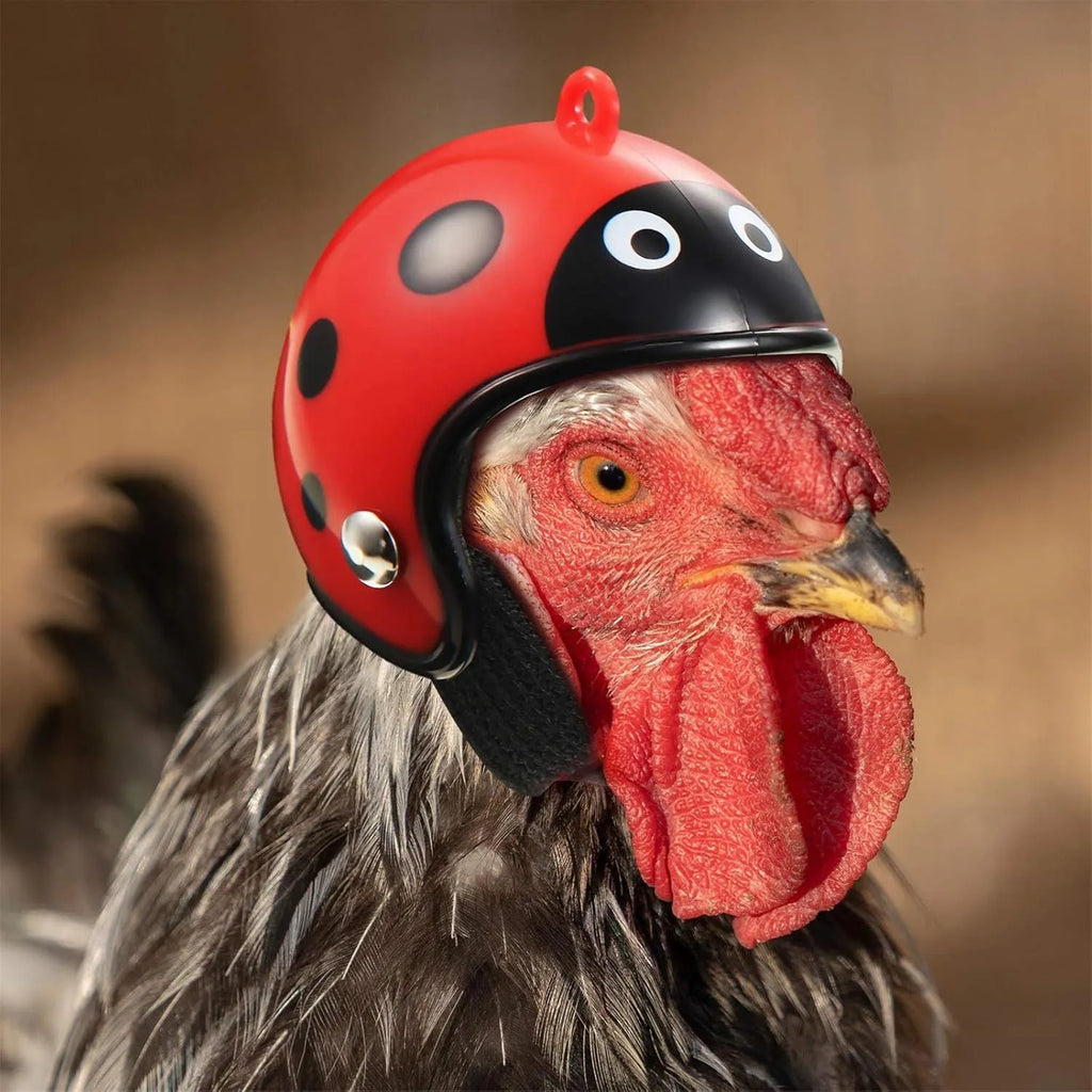 Adjustable plastic chicken helmet for small pet protection with elastic bands and sponge lining