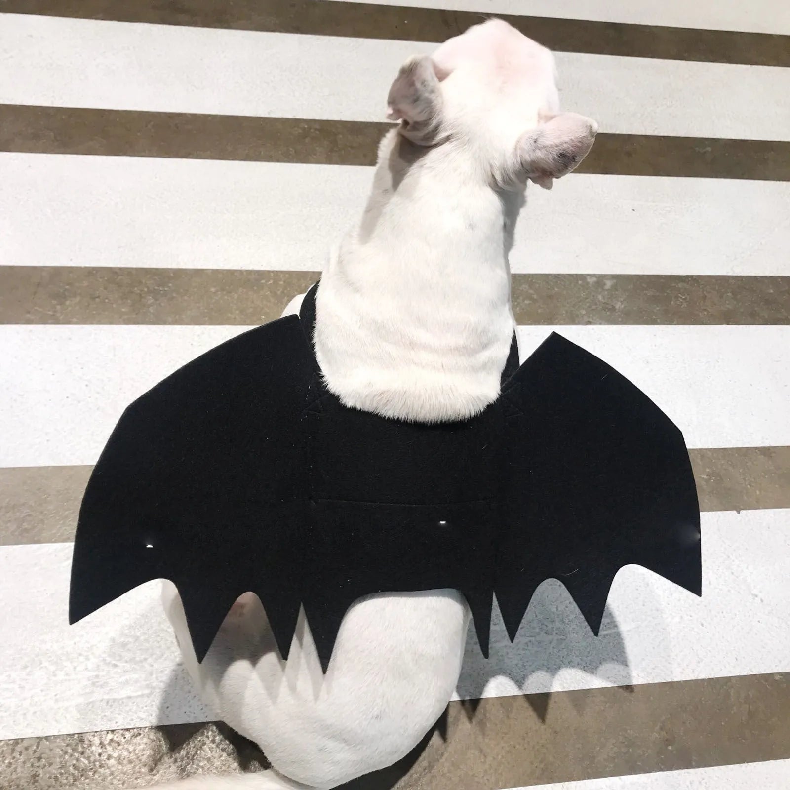 Black bat wing pet costume decoration for dogs, three sizes S M L, bust 44-86cm, shown on a dog
