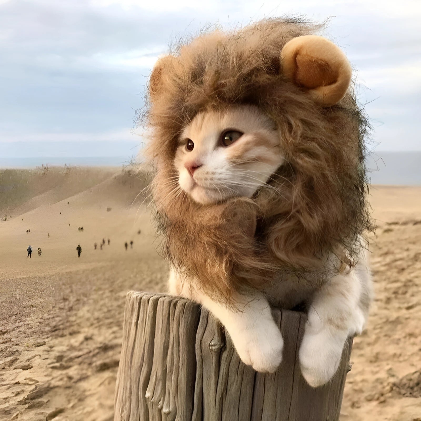 Lion mane wig costume accessory for cats and dogs with artificial hair construction