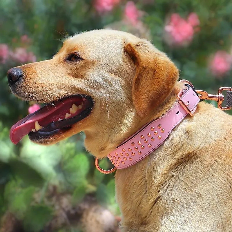 Leather dog collar with a line of stainless steel rivets, shown in black colour.