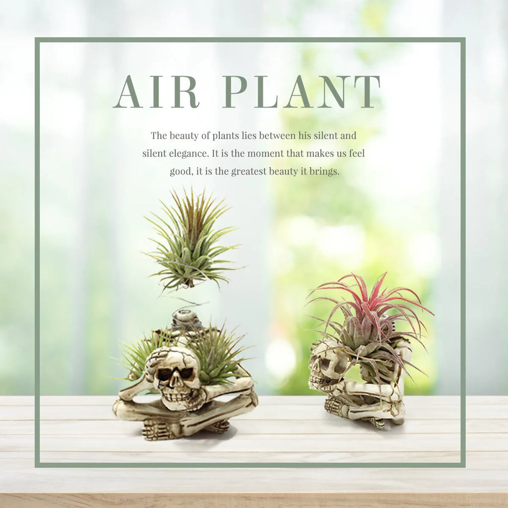 Gothic skull design Tillandsia bracket with resin pot for soilless air plant display