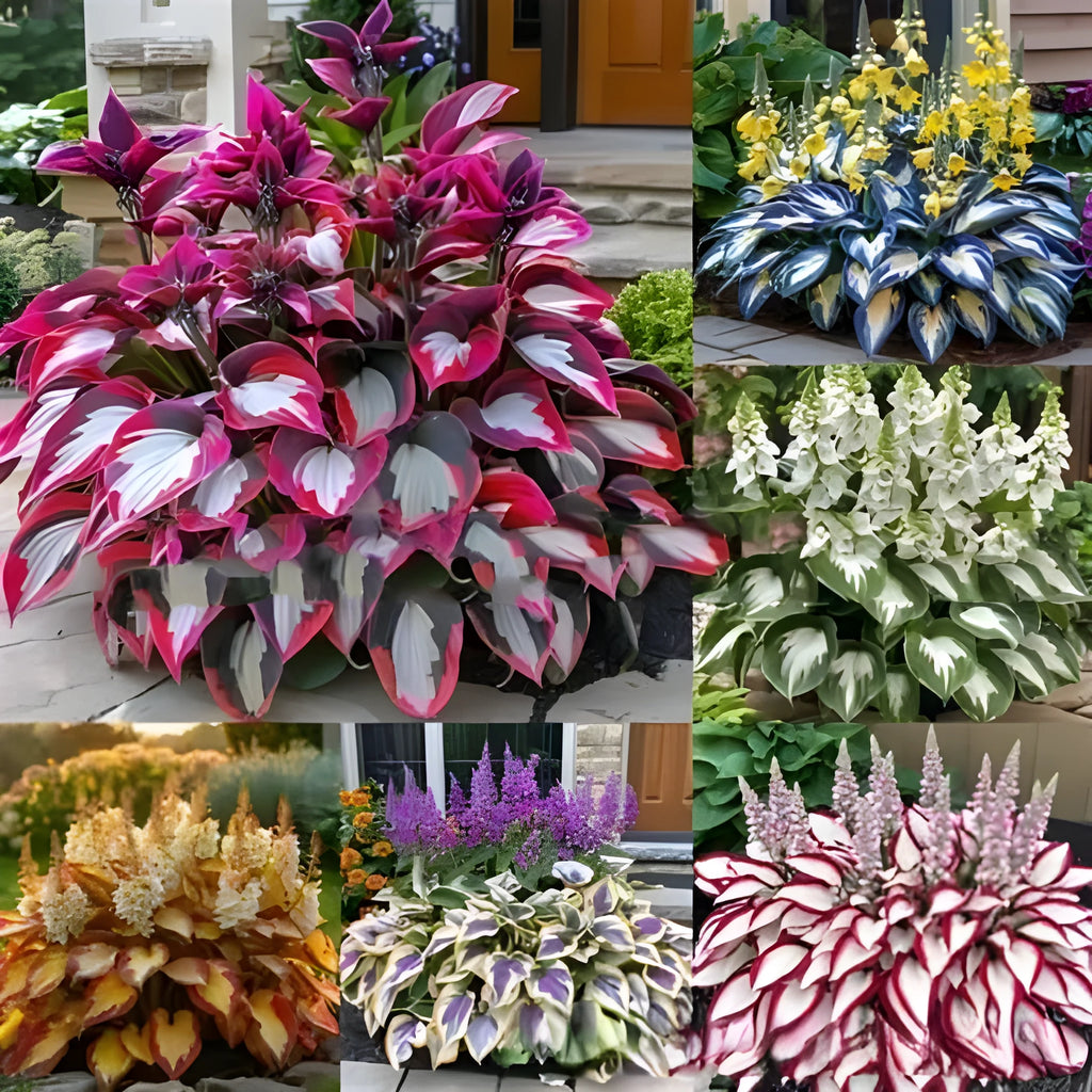 Pack of 50 coloured leaves jade barrettes flower seeds in clear OPP packaging.