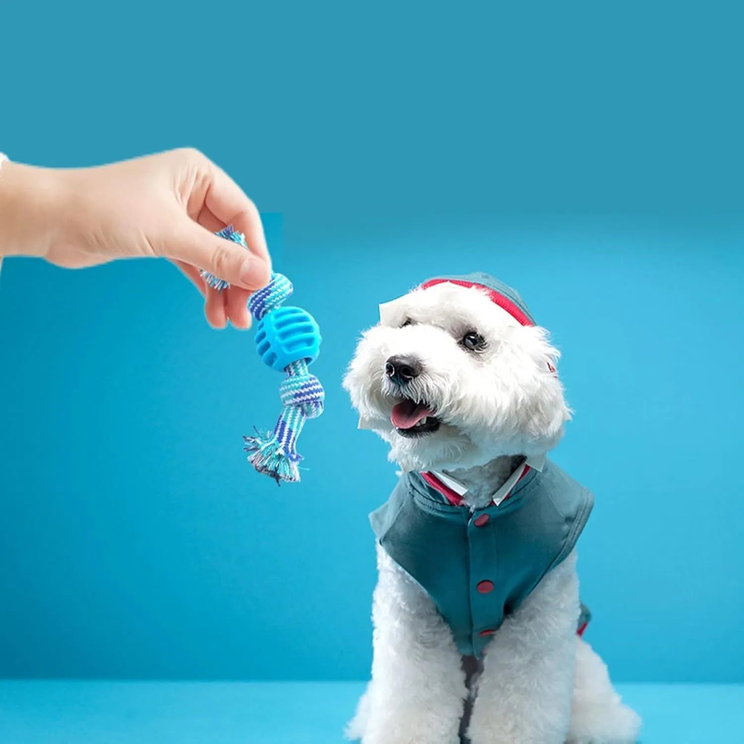 Blue molar-shaped dog chew toy with natural fibre ropes for dental cleaning
