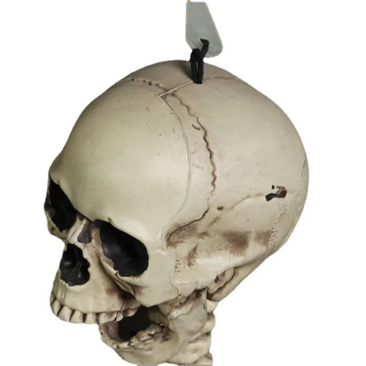 170cm plastic skeleton prop with detailed skull and bones for Halloween or medical displays