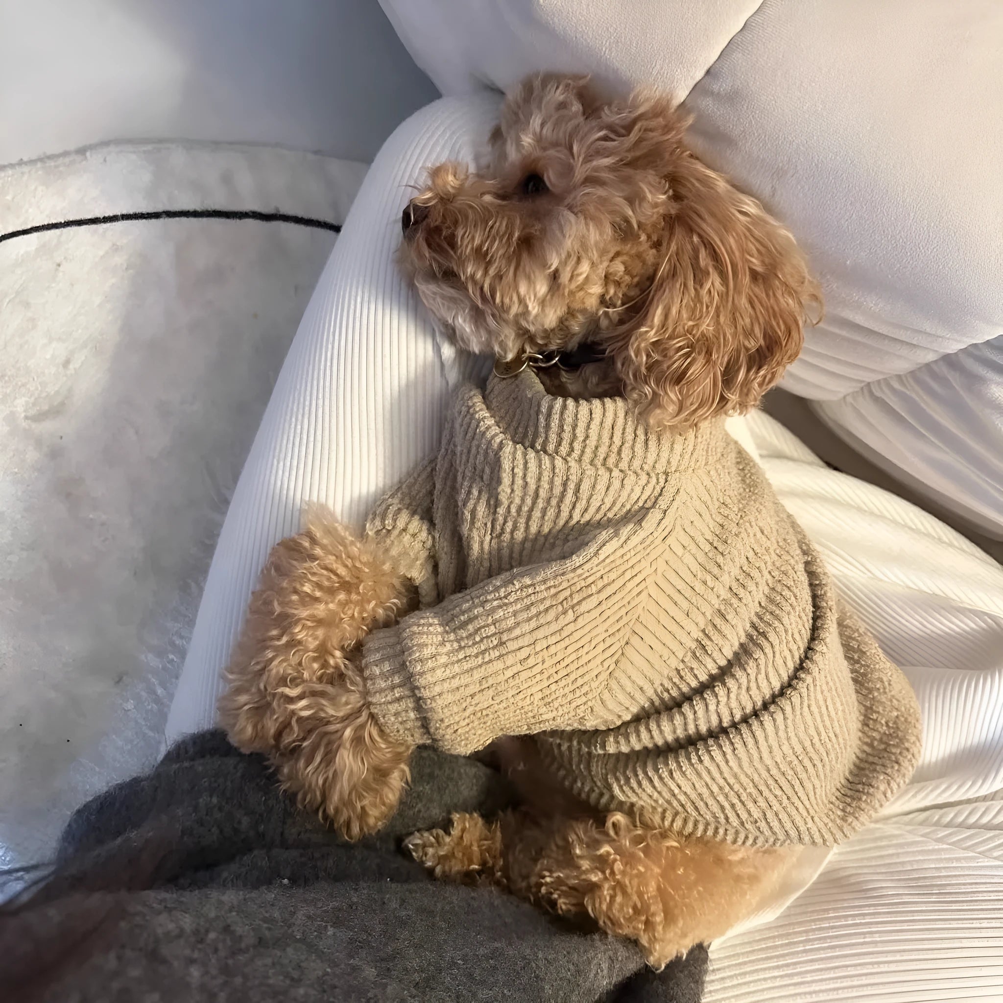 Brown knitted pullover sweater on a small dog, showing four-leg design for full coverage.