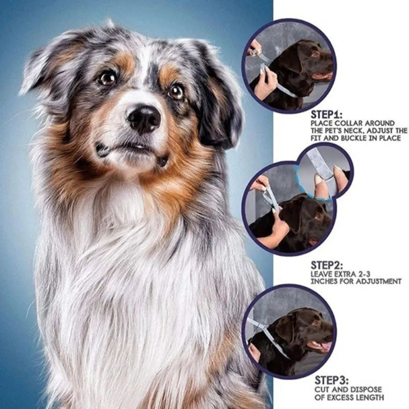 Rainbow coloured plastic flea collar for pets showing cat and dog size options.