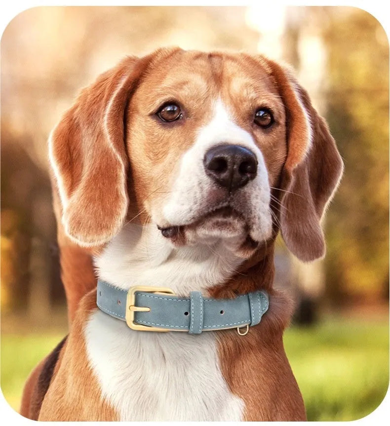 Double-layer leather dog collar and matching lead in rose red, showing adjustable buckle and size options.