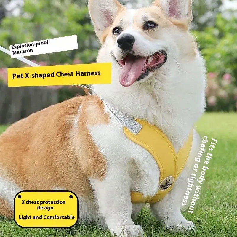 A blue polyester dog harness with an attached rope, laid flat, showing adjustable straps and metal clasp.