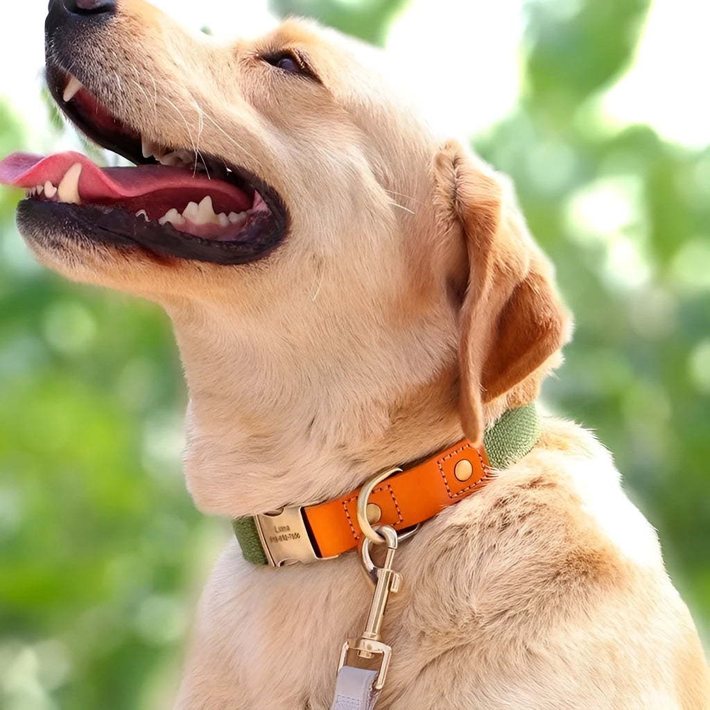 Small dog mohair collar and traction rope set shown in one of six colour options.