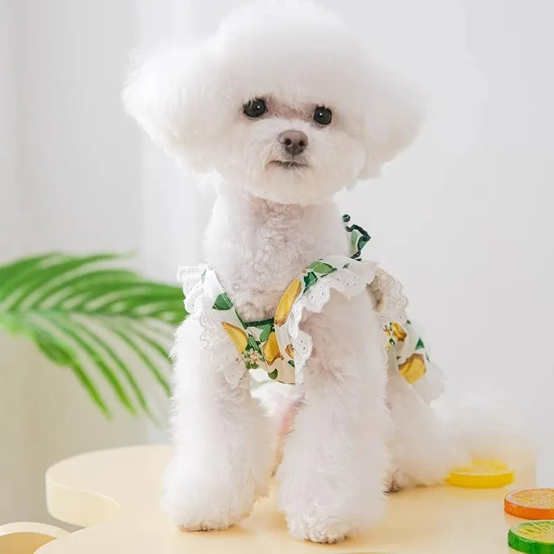 Rock yellow lemon polyester princess style dog dress with thin breathable strap skirt on a small dog.
