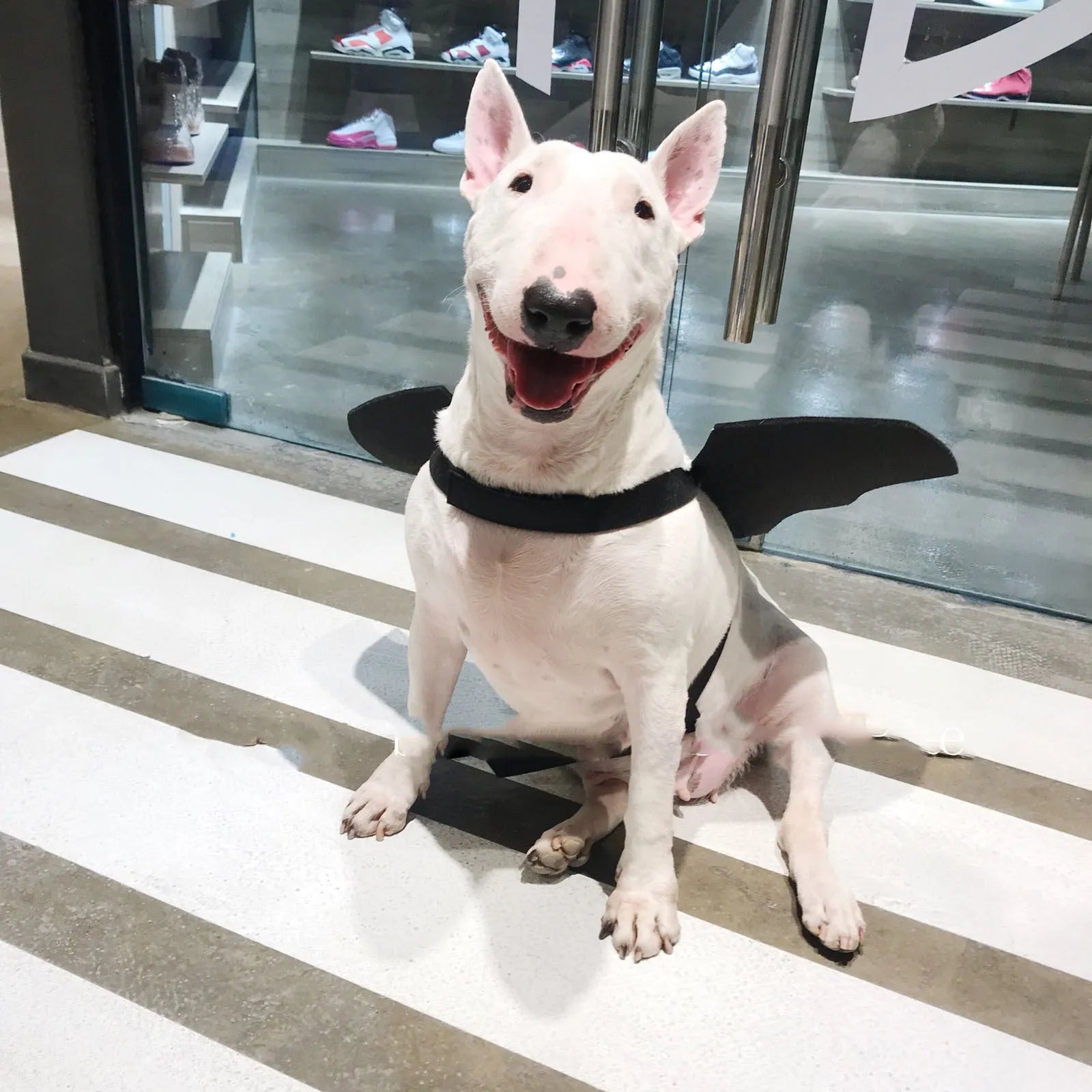 Black bat wing pet costume decoration for dogs, three sizes S M L, bust 44-86cm, shown on a dog