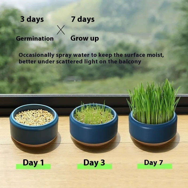 Blue, green, and yellow hydroponic cat grass kits with soilless planters and seed packets.