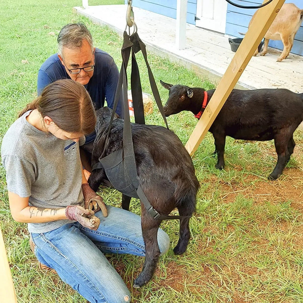 Black livestock weighing sling measuring 35 by 150 centimetres for calves and large dogs.