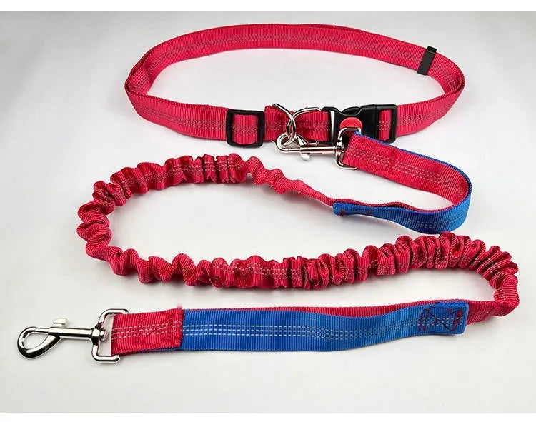 Elastic dog leash with reflective filament in gray and blue colour combination showing 2.5cm width