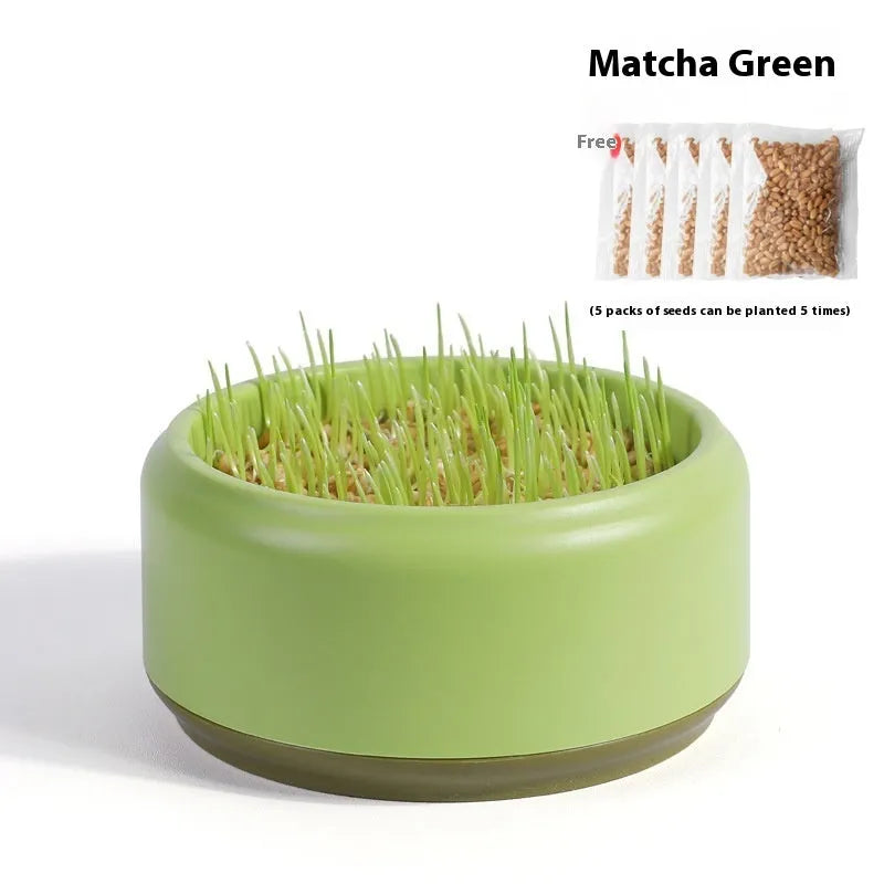 Blue, green, and yellow hydroponic cat grass kits with soilless planters and seed packets.