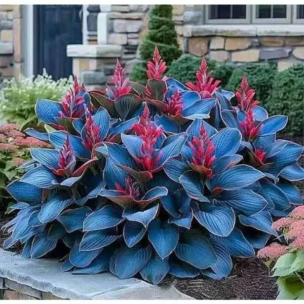 Pack of 50 coloured leaves jade barrettes flower seeds in clear OPP packaging.